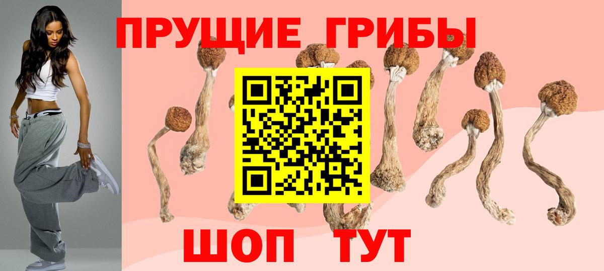 купить закладку  Вход с VPN  Отрадный  Галлюциногенные грибы Psilocybine cubensis 